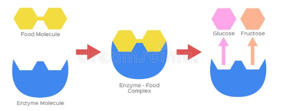 Digestive enzyme infographic project