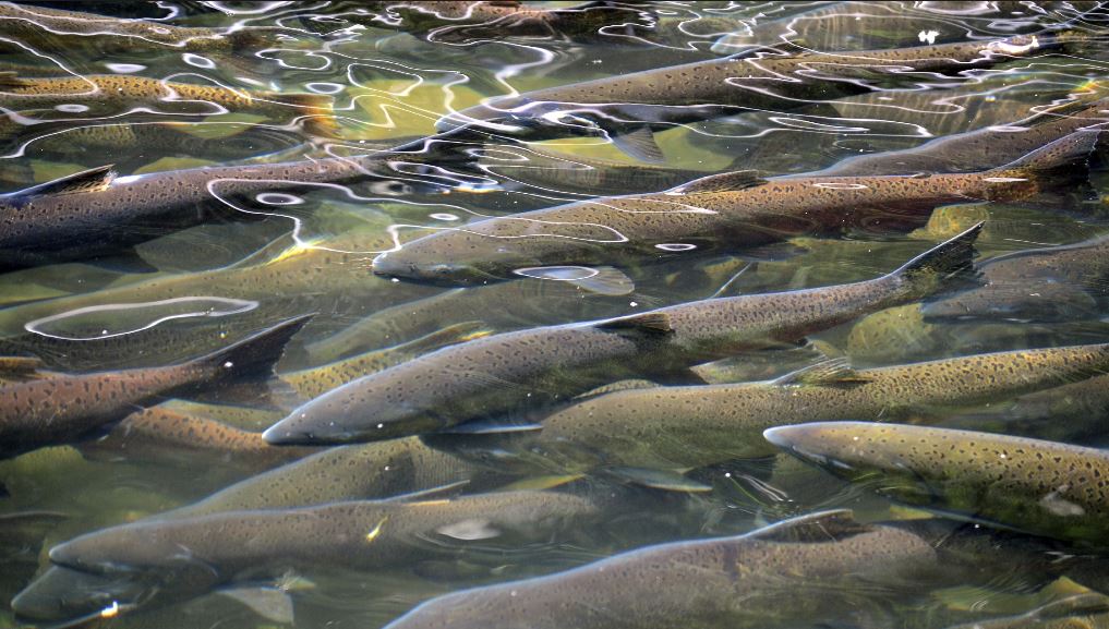 Salmon Run Field Day